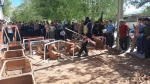 نمایش خیابانی 